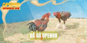 Đá gà OPEN88